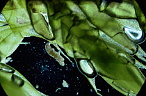 Water bear / Tardigrade {Tardigrada macrobiotus} on moss, UK.