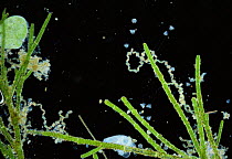 Chains of Diatoms {Diatoma elongatum} on freshwater algae, UK.