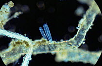 Marine diatom {Bacillariophyceae} on Bryozoan.