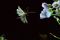 Caddis fly {Limnephilus sp} flies to Cuckoo flowers at night, UK.