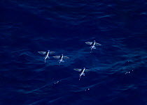 Four-winged Flying Fish (Cypsilurus lineatus) flying over sea. Digital composite.