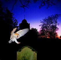 Barn Owl (Tyto alba) landing on gravestone, captive, digital composite, UK.