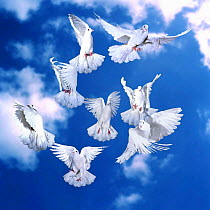 White doves (Columba livia) in flight. Captive, digital composite, UK.