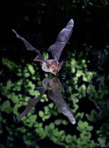 Long-eared Bat (Plecotus auritus) drinking from pool. UK, captive.