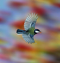 Great Tit (Parus major) flying off with a peanut. UK, Digital composite