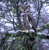 Great Horned Owl (Bubo virginianus), captive, Scotland. Composite image.