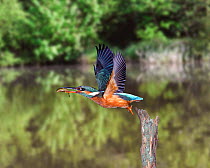 Kingfisher takes off with three-spined stickleback. Digital composite, UK.