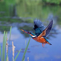 Kingfisher female (Alcedo atthis) with ten-spined stickleback. Digital composite, UK.