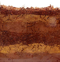 Cross section through sandy woodland soil showing Earthworm (Lumbricus sp.) tunnels, UK.