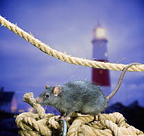 Black Rat (Rattus rattus) on coiled rope. Digital composite.