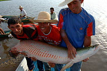 Fishermen with live caught Pirarucu {Arapaima gigas}. Para State, Brazil.