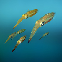 Caribbean reef squid {Sepioteuthis sepioidea} captive, Digital composite.