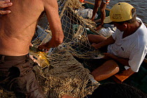 Fishermen removing fish from fishing nets. Para State, Brazil.