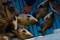Black-finned pacu {Colossoma macropomum} caught by local fishermen, Brazil.