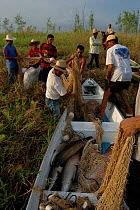 Fishermen unloading nets from boat with fresh caught Pirarucu {Arapaima gigas}.