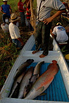 Freshly caught Pirarucu {Arapaima gigas}. Para State, Brazil.