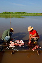 Fishermen skinning a Pirarucu {Arapaima gigas} on water edge. Para State, Brazil.