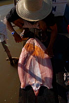 Fishermen filleting Pirarucu {Arapaima gigas} on waters edge. Para State, Brazil.
