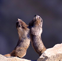 Pair of Hoary Marmots (Marmota caligata) 'wrestling' North America.