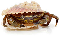 Common Shore Crab (Carcinus maenas) coming out of hiding in Scallop shell.