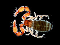 False scorpion / Chelifer (Lamprochernes) UK.