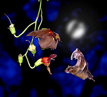 Lesser / Dwarf epauletted fruit bat (Micropterus pusillus) feeding on flower of Sausage tree with Egyptian roussete bat (Rousettus aegyptiacus) flying past. Digital composite, Gambia.