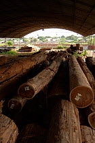 Confiscated logs from illegal logging. Para State, Brazil.