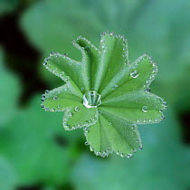 Leaf of Lady's Mantle (Alchemilla mollis) with dew, UK