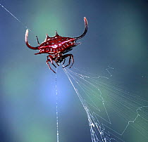 Spiked spider {Gasteracantha sp} eating its web as it winds it in, Kenya