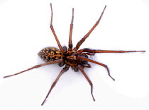 House Spider (Tegenaria gigantea) female. UK