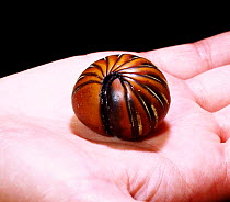 Giant Pill Millipede rolled in ball on hand. Borneo.