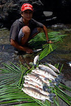 Fisherman with catch of Curimata {Prochilodus nigricans} Para State, Brazil.