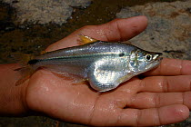 Unknown freshwater fish {Acestorhynchus falcatus?} species. Para State, Brazil.