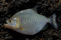 Piranha {Serrasalmidae sp.}. Para State, Brazil.