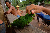 Blue crowned parrot pet {Aratinga acuticaudata} Para State, Brazil.