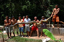 Local people holding a 5m long Anaconda {Eunectes murinus} Para State, Brazil.
