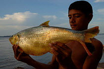 Local boy holding an Amazon pellona {Pellona castelnaeana} Para State, Brazil.