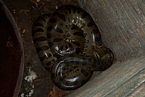 Anaconda {Eunectes murinus} curled up, captive, Para State, Brazil.