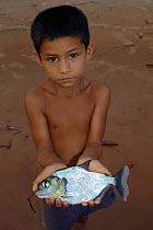 Local boy holding a dead Piranha {Serrasalimidae sp.} Para State, Brazil.