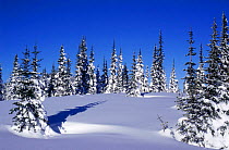 Subalpine firs (Abies lasiocarpa) in fresh snow, British Columbia, Canada.