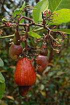 Cashew nut {Annacardium occidentale} fruit and flowers. Para State, Brazil.