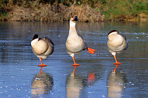 Chinese / Swan Geese (Anser cygnoides) on frozen pond.