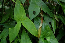 {Araceae sp.} plant leaves, Cachoeira de Maro, Para State, Brazil.
