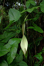 {Araceae sp.} inflorescence Cachoeira de Maro, Para State, Brazil.