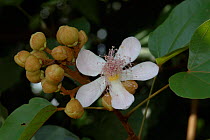 Urucu / Annato / Achiote / Lipstick tree {Bixia orellana} flower, Brazil.