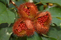 Urucu / Annato / Achiote / Lipstick tree {Bixia orellana} seed pod. Brazil.