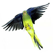 Elegant Parrot / Elegant grass parakeet (Neophema elegans) in flight. Captive.