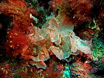 Lace coral {Sertella septentrionalis}, Mediterranean.