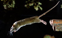 Brown Rat (Rattus norvegicus) leaping from a roof tile. Captive, UK.