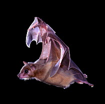 Egyptian rousette fruit bat (Rousettus aegyptiacus) in flight, captive